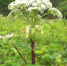 Борщевик Сосновского - крупное, высокое растение с характерными признаками. Главные признаки: огромный размер (до 3-4 метров в высоту), толстый ребристый стебель с пурпурными пятнами, крупные, тройчато- или перисто-рассеченные листья и крупные зонты цветов - Zavodoukovsk.Online